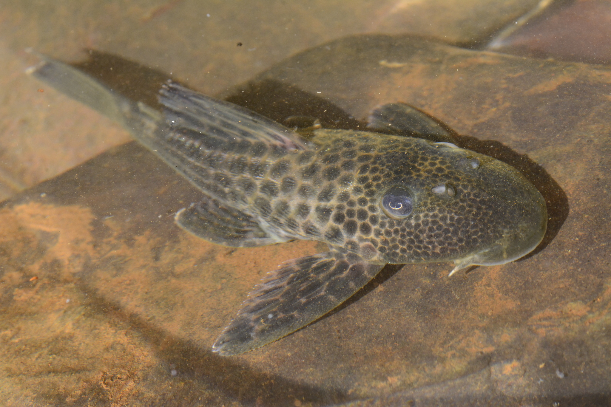 Um peixe nativo virou "engenheiro" involuntário após a construção de barragens: a mudança silenciosa causada pelo cascudo (Hypostomus), que escava margens, rearranja sedimentos e transforma rios represados