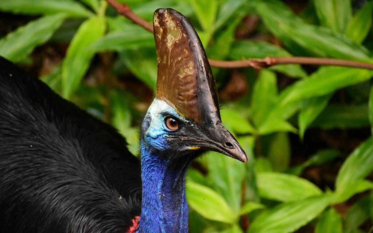Ave considerada a mais perigosa do mundo, o casuar pode pesar até 60 kg, correr a 50 km/h e já causou mortes humanas. Conheça o animal.