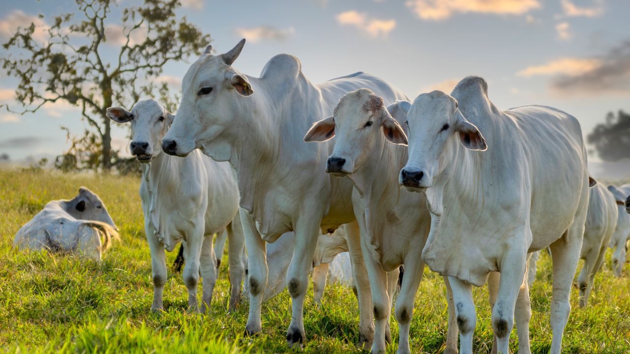 Descubra os quatro pilares que levam ao sucesso na pecuária de corte, com dicas práticas sobre solo, pastagem, entressafra e suplementação estratégica.