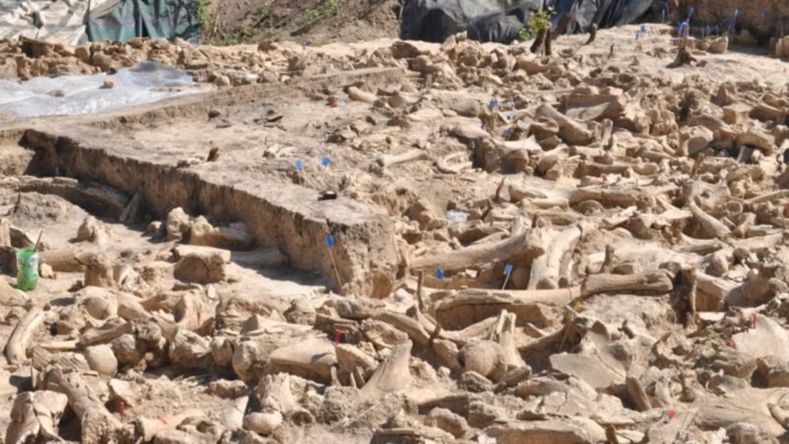 mamutes, mamute, Ossos