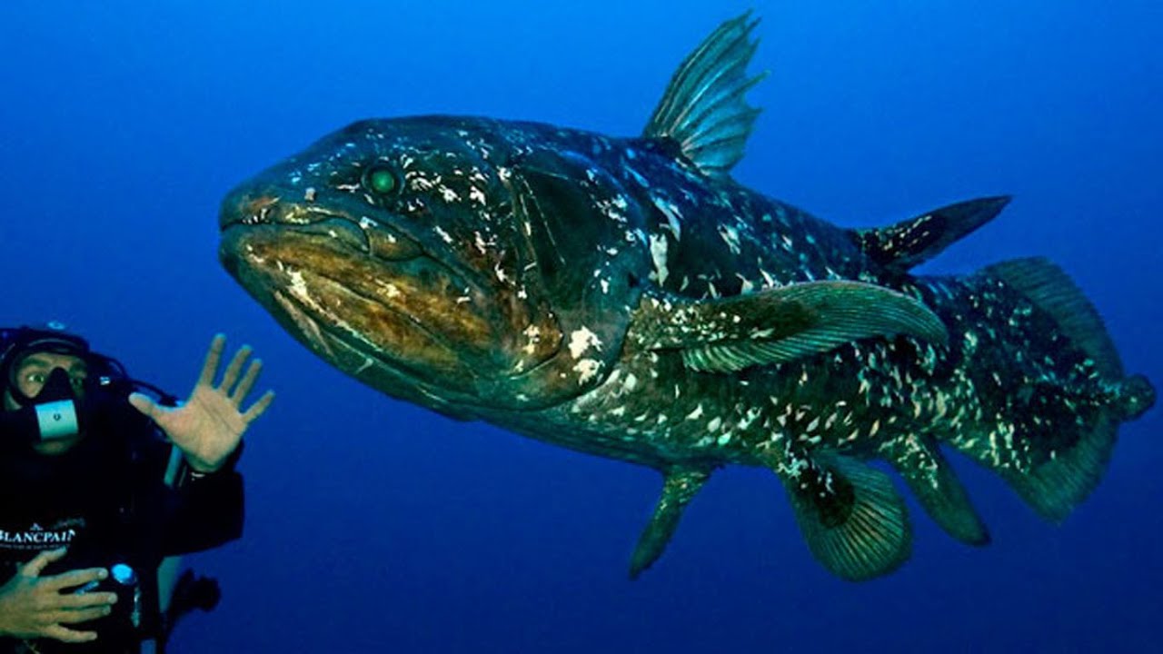 Considerado extinto há 66 milhões de anos, o celacanto foi encontrado vivo nas profundezas do oceano, manteve anatomia quase intacta desde a Era dos Dinossauros e se tornou o maior “fóssil vivo” já descoberto pela ciência