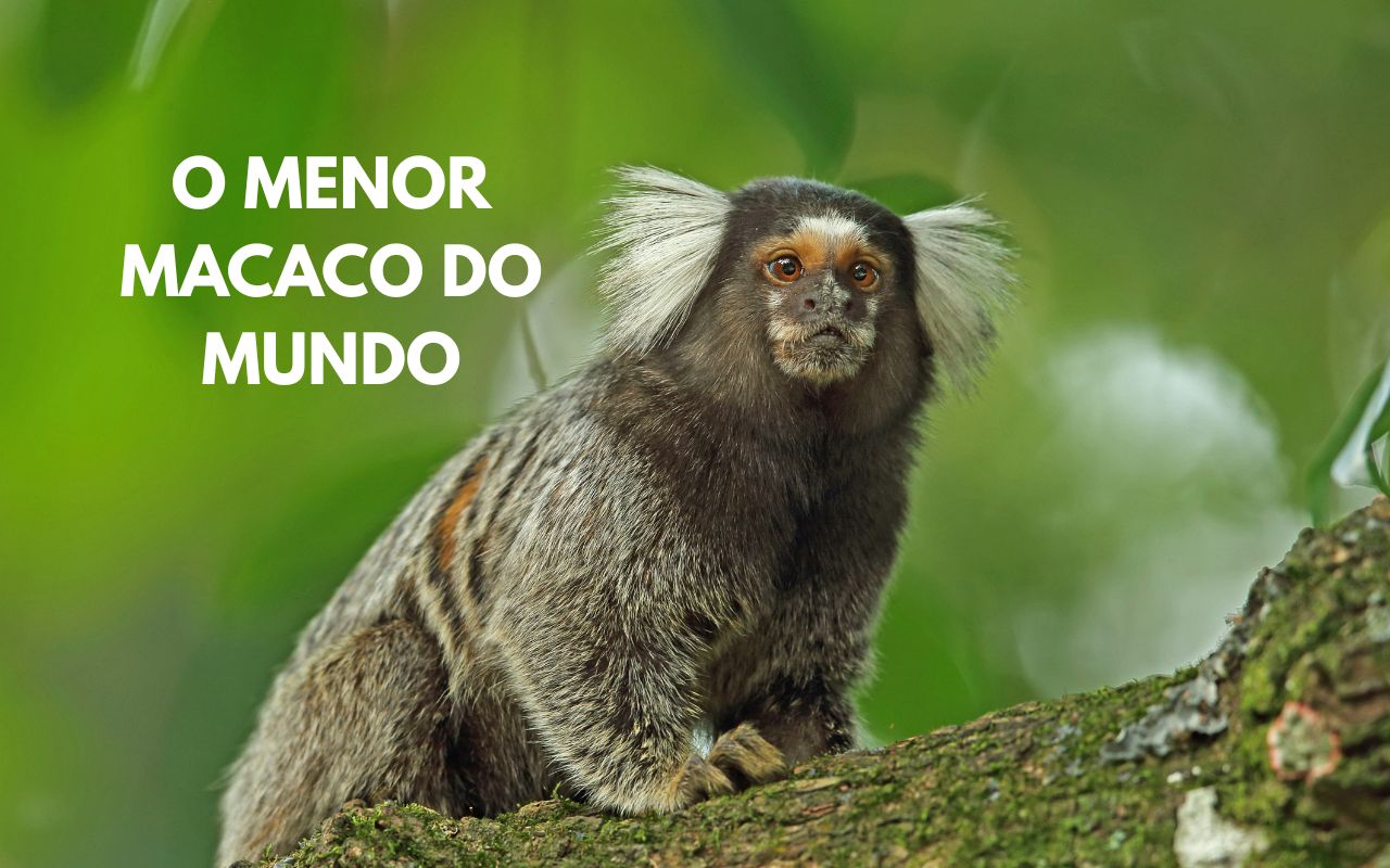 Descubra o macaco-sagui, conhecido como o menor macaco do mundo, sua vida nas alturas das florestas da Amazônia, alimentação, comportamentos sociais e curiosidades fascinantes.