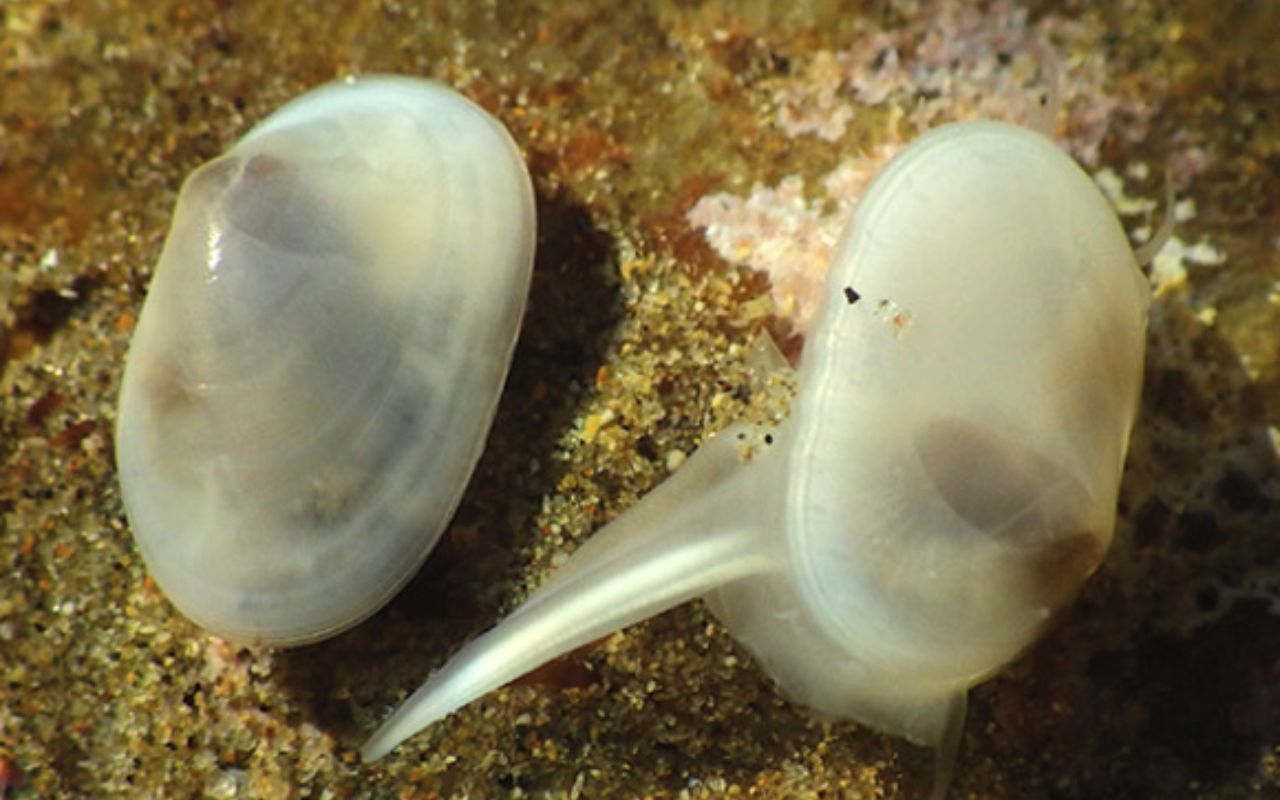 Espécie de molusco transparente considerada extinta há cerca de 30 mil anos foi redescoberta na Califórnia, desafiando teorias científicas sobre extinção.