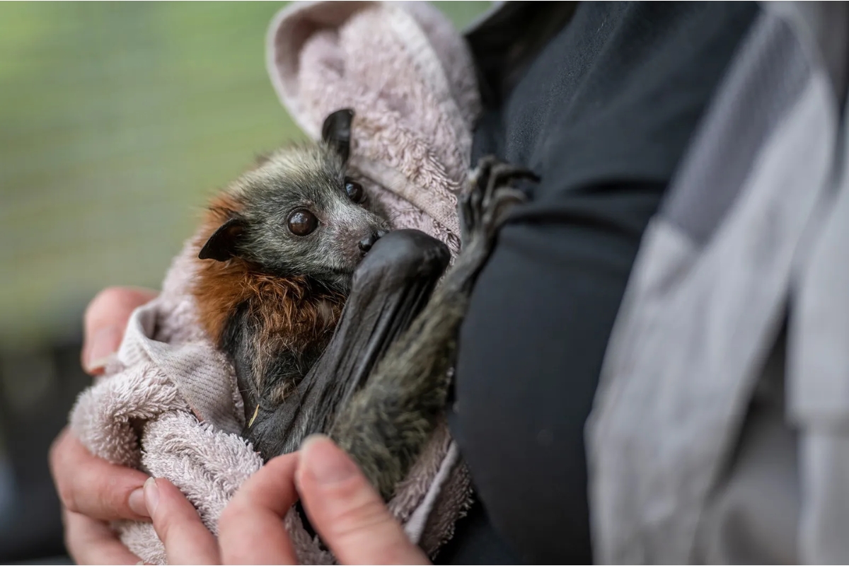 Onda de calor mata milhares de zorros voladores no sudeste da Austrália e provoca maior mortalidade em massa desde o Verão Negro