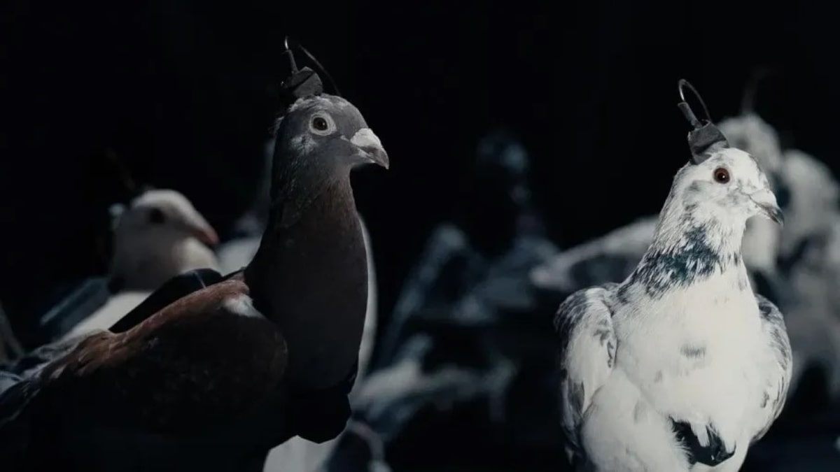 Empresa russa testa pombos com implantes cerebrais para vigilância e monitoramento, em proposta apresentada como alternativa aos drones. (Imagem: Reprodução/pplware.sapo)