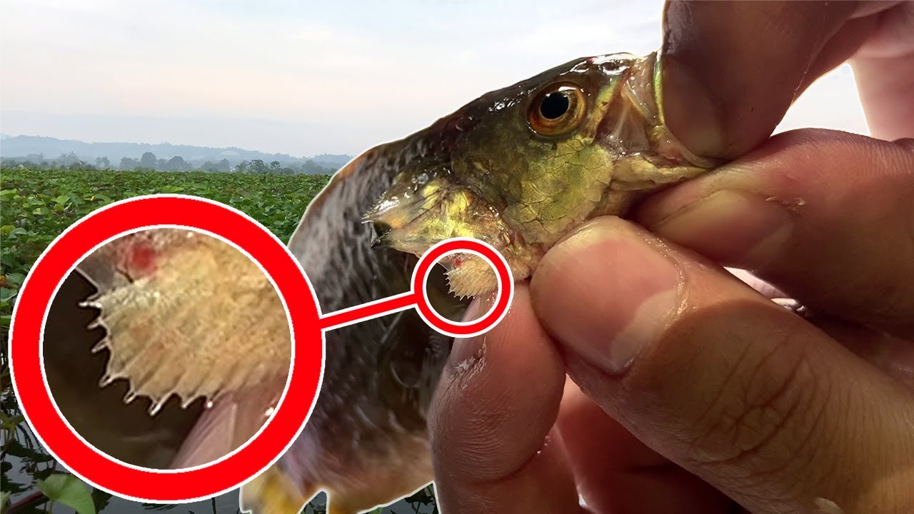 Peixe que caminha em terra, respira ar e até sobe em árvores inclinadas: o climbing perch desafia a biologia ao sobreviver horas fora d'água e dominar arrozais, lagos e rios