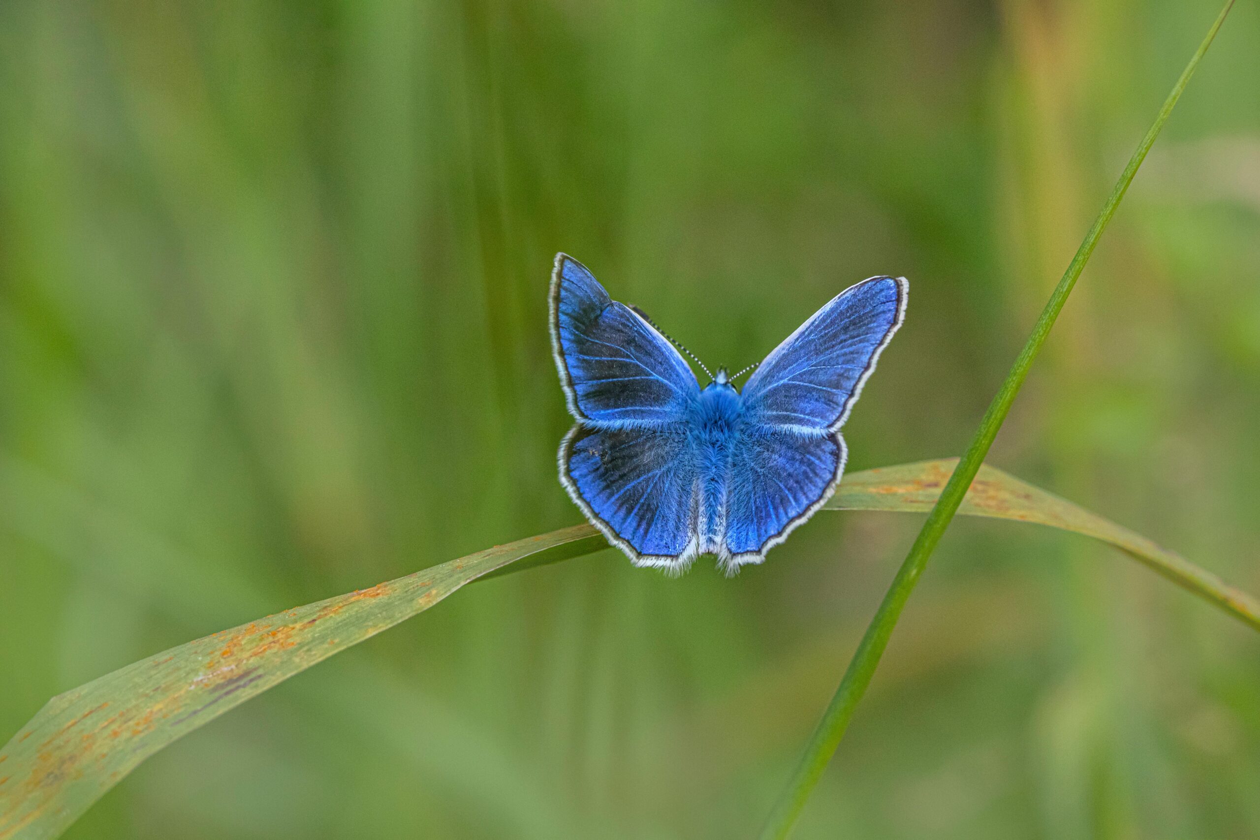Borboleta Palos Verdes blue reaparece após meio século desaparecida, sobrevive escondida em um único vale da Califórnia, mobiliza cientistas, entra na lista das espécies mais raras do planeta e se torna prioridade global de conservação