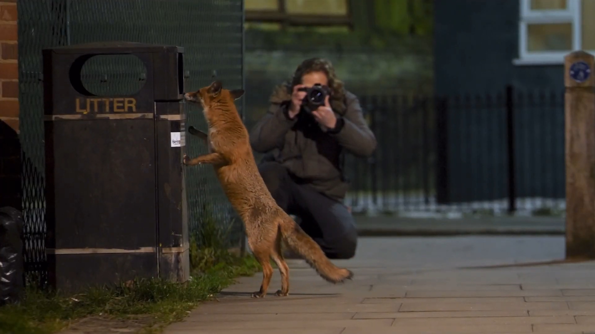 Raposas estão "ocupando" cidades europeias, explorando lixo humano
