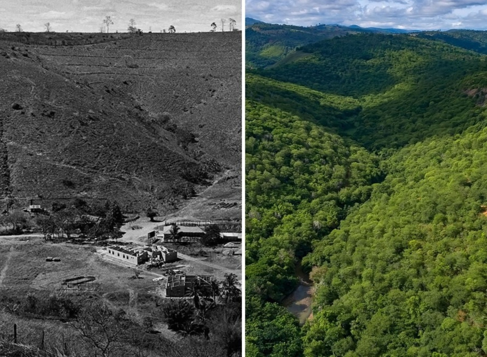 Sebastião Salgado, Floresta