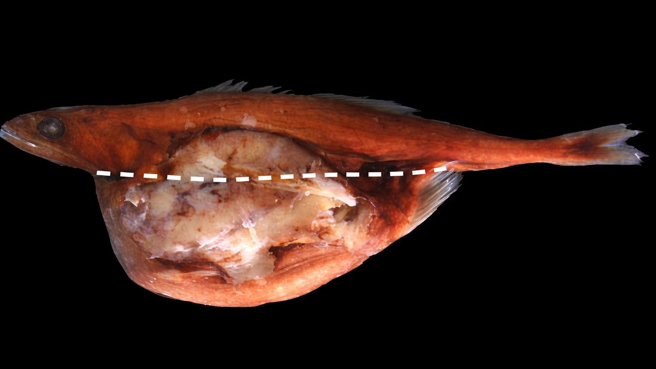 Com mandíbula hiperflexível, estômago capaz de se expandir várias vezes além do próprio corpo e ataques oportunistas nas profundezas, o peixe engolidor-negro desafia os limites físicos da predação no oceano profundo