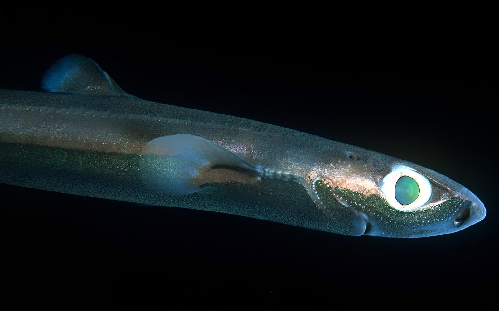 Com apenas 16–20 cm quando adulto, o tubarão-lanterna-anão é o menor tubarão do mundo e vive escondido nas profundezas da Colômbia e Venezuela