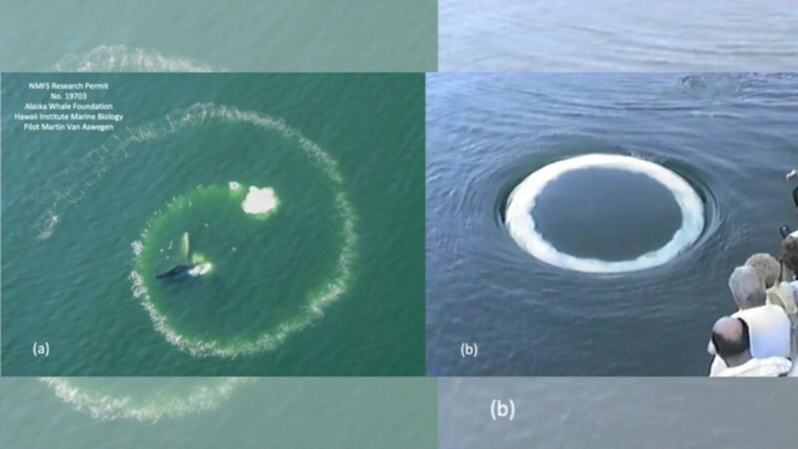 Anéis oceânicos, Anéis