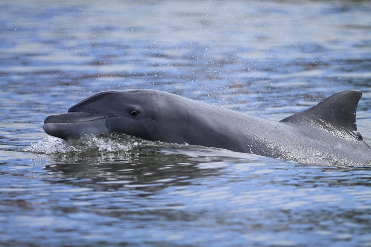 No Rio Araranguá, botos-de-Lahille voltam à pesca cooperativa com pescadores, revelam o valor cultural dessa espécie ameaçada e levantam novas questões ambientais.