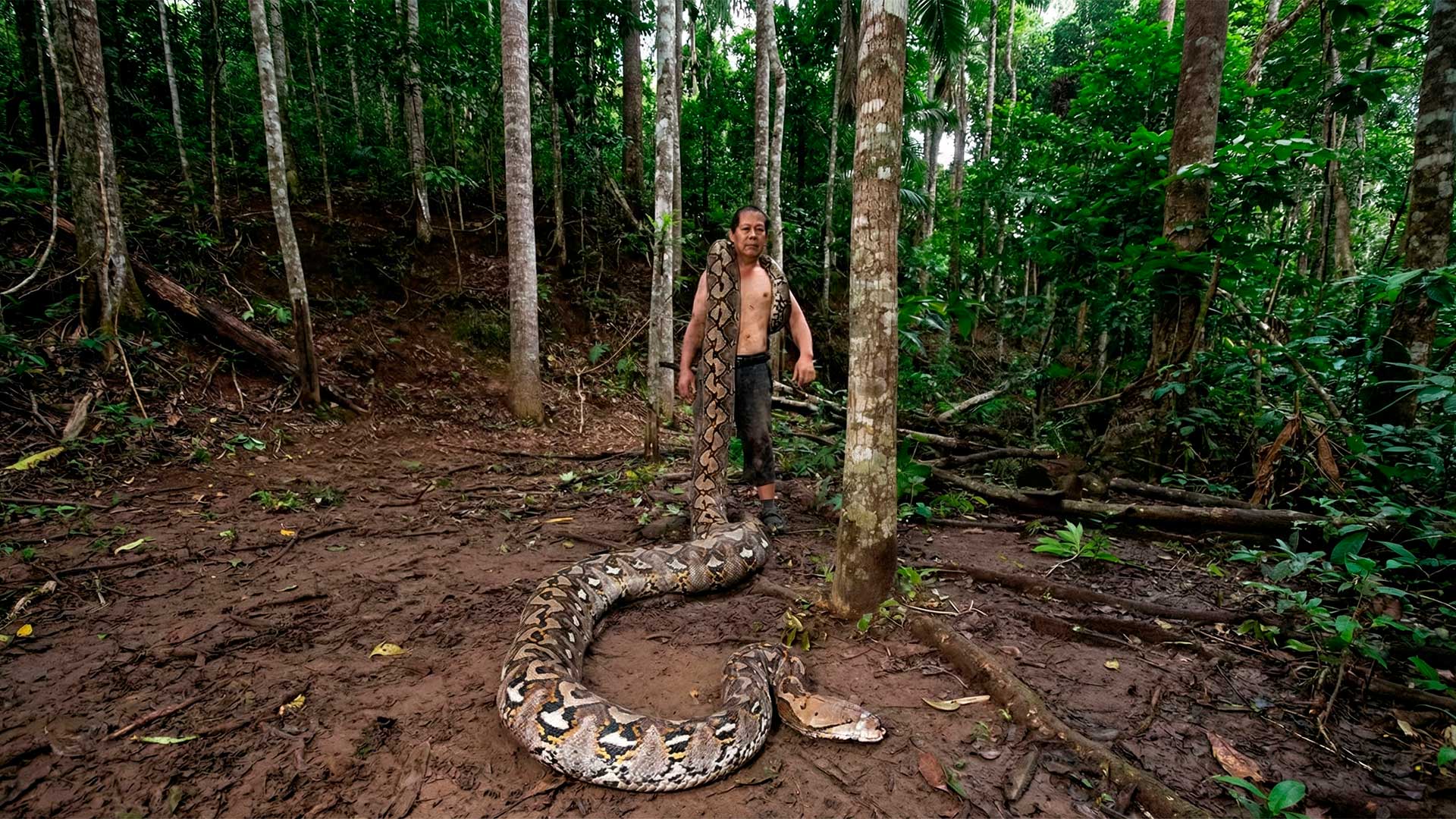 Com 7,22 metros e pesando 96,5 kg, píton gigante é descoberta na Indonésia e entra para o Guinness como a maior cobra selvagem já documentada no mundo