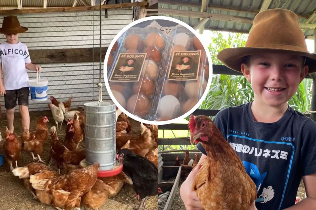 Menino de Gaspar cria renda com ovos, ajuda a família e mantém a escola. História real de responsabilidade infantil e esforço diário. (imagem e fonte: NDMAIS)
