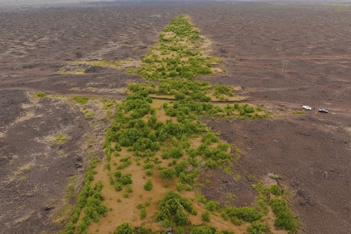 No país quase sem árvores, a Islândia aposta em bétulas, controla ovelhas e convive com o vulcão Heckler para estabilizar solo e vento, enquanto decide como usar espécies estrangeiras sem perder a lógica do reflorestamento.