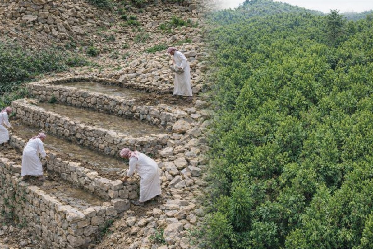No deserto da Arábia Saudita, Albaida mostra como inundações viram água guardada e árvores resistem quando a irrigação para.