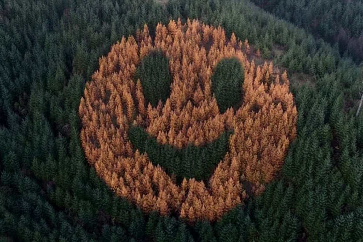 O mistério de um rosto feliz feito com árvores no meio da floresta mostra como a engenharia que transformou uma montanha nos Estados Unidos