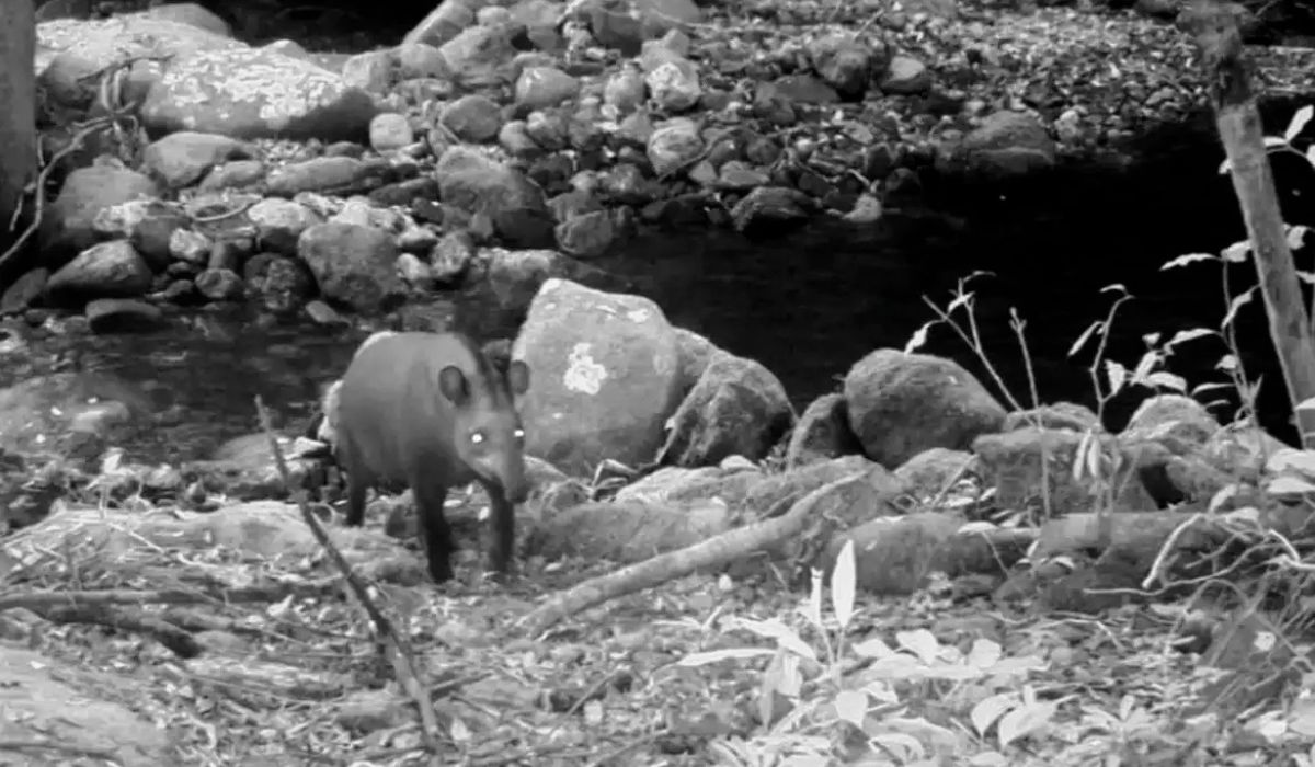 Anta-brasileira volta a ser registrada no Rio após mais de 100 anos, em área da Mata Atlântica, reacendendo debates sobre conservação. (Ascom-Instituto Estadual do Ambiente/Divulgação/Agência Brasil)