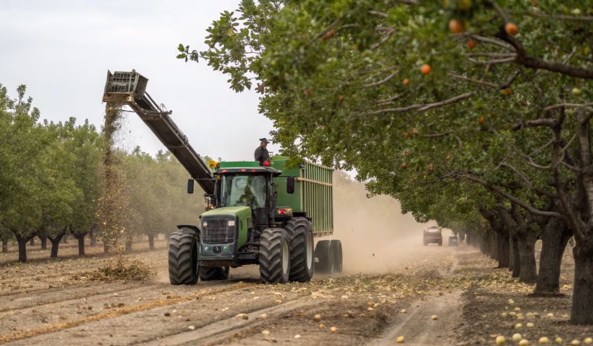 Máquinas vibram árvores e colhem 300 toneladas de pistache em dias, mostrando como estufas, enxerto e processamento rápido definem a produção. (Imagem: Reprodução)
