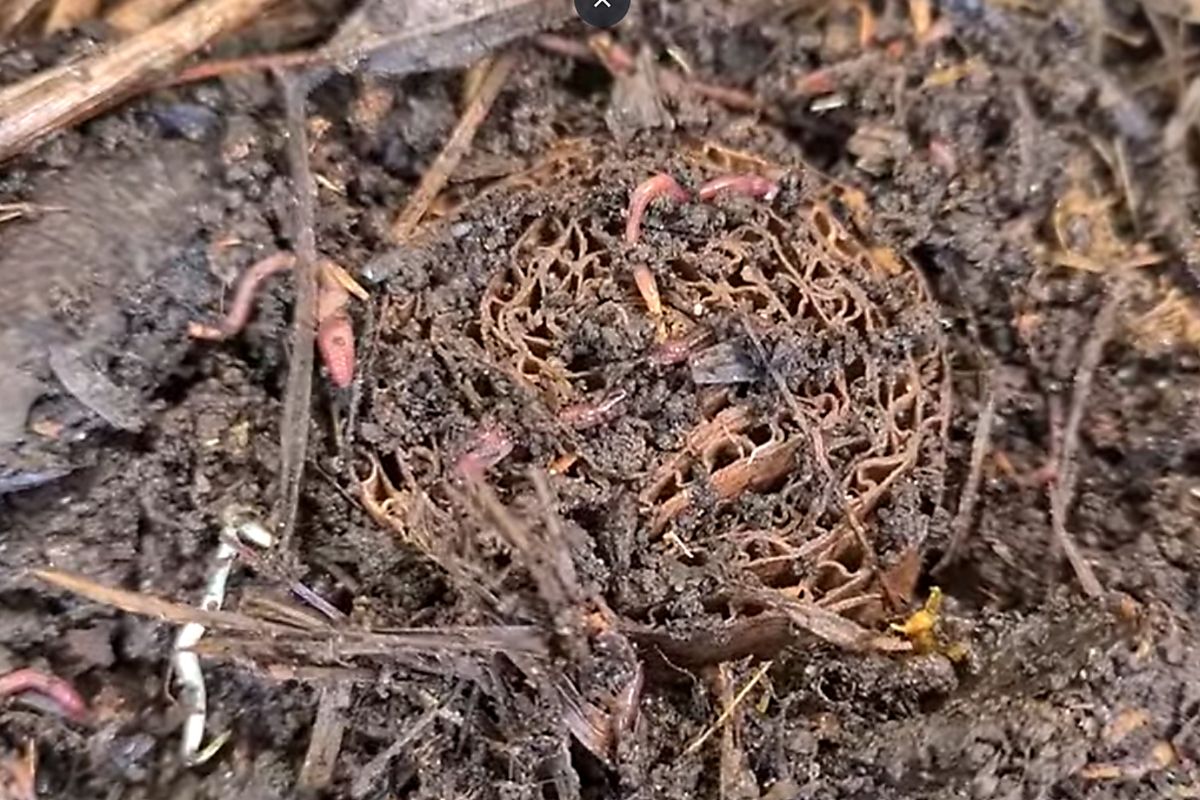 Ela largou a sacolinha plástica, levou papelão pra roça e descobriu 6 usos geniais na horta controlar mato, segurar geada, atrair minhocas e transformar horta (3)