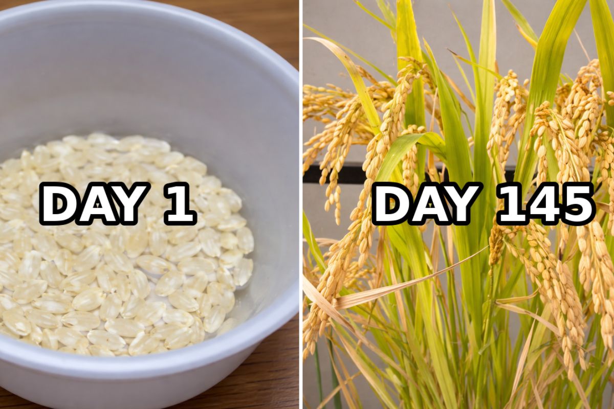 Ele achou que plantar arroz integral seria fácil, mas enfrentou 154 dias de chuva, pragas, doenças e fracassos até colher 128 gramas e aprender do jeito difícil a agricultura