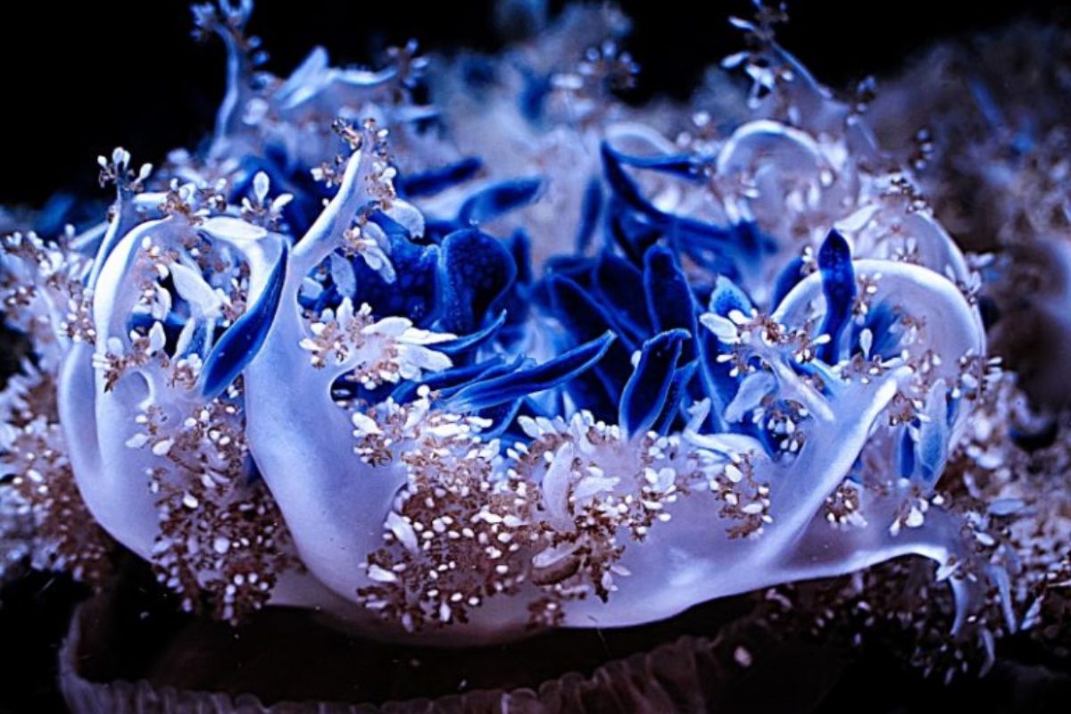 Cassiopea andromeda, água-viva invasora em Cabo Frio, mantém pólipos ocultos e pode desequilibrar ecossistemas costeiros se voltar a se espalhar. (IMAGEM: *Por Karina Toledo /fapesp)