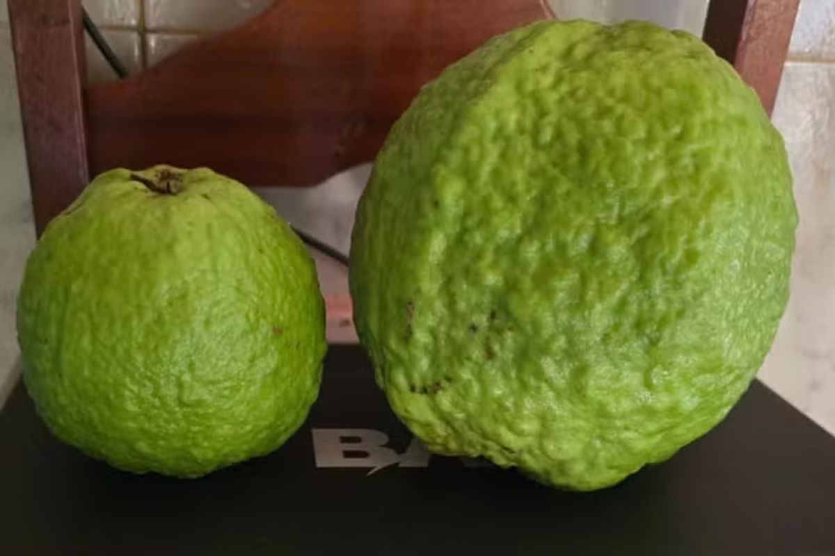 goiaba gigante de Vianópolis no quintal cimentado: adubo orgânico, Guinness Book e quase recorde mundial.