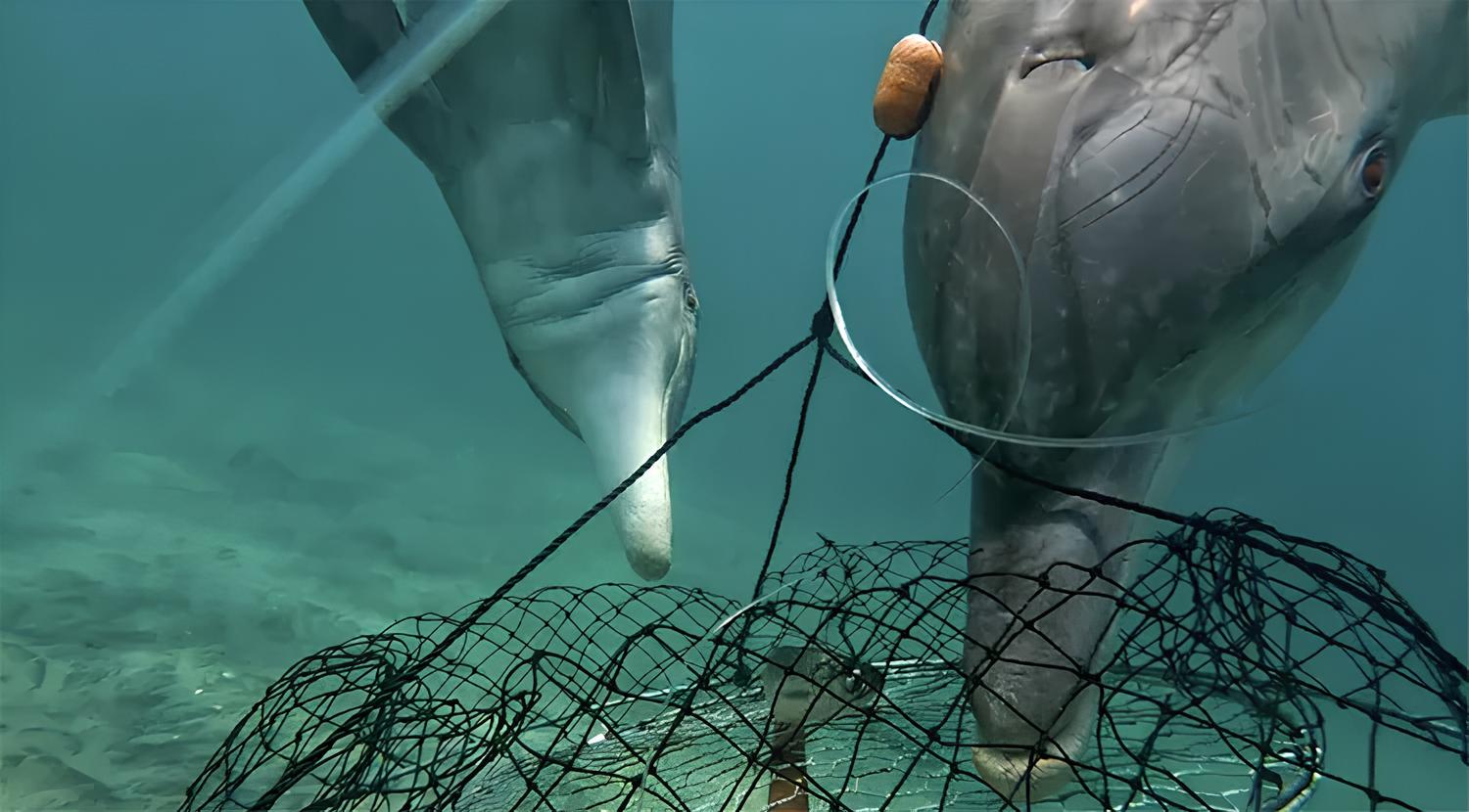 Golfinhos-nariz-de-garrafa ensinam humanos a pescar há mais de um século, sinalizam o momento exato de lançar a rede, aumentam a captura em até quatro vezes e revelam uma rara cultura animal que agora corre risco de desaparecer no litoral do Brasil