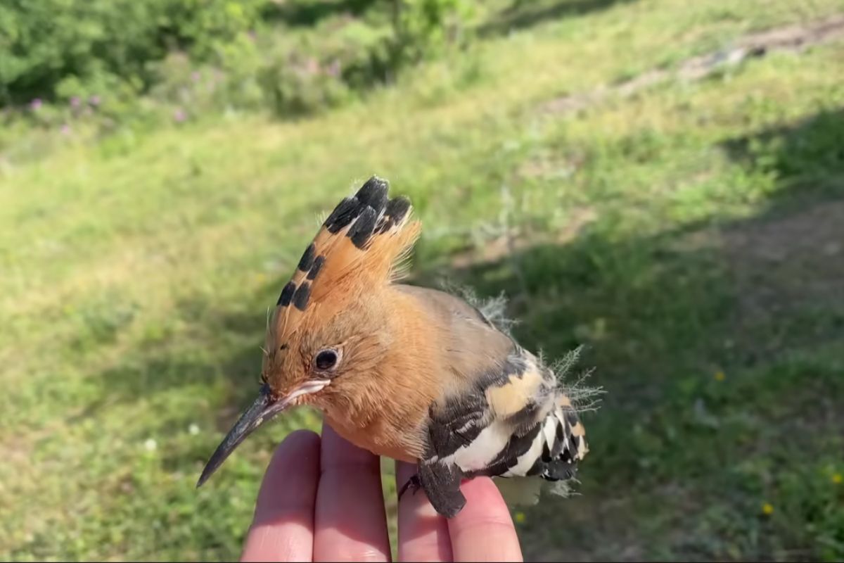 filhotes de pássaros resgatados de formigas passam por alimentação intensa e, livres na floresta, voltam pela janela às 6h30, mostrando como vínculo e rotina podem surgir em 30 dias.