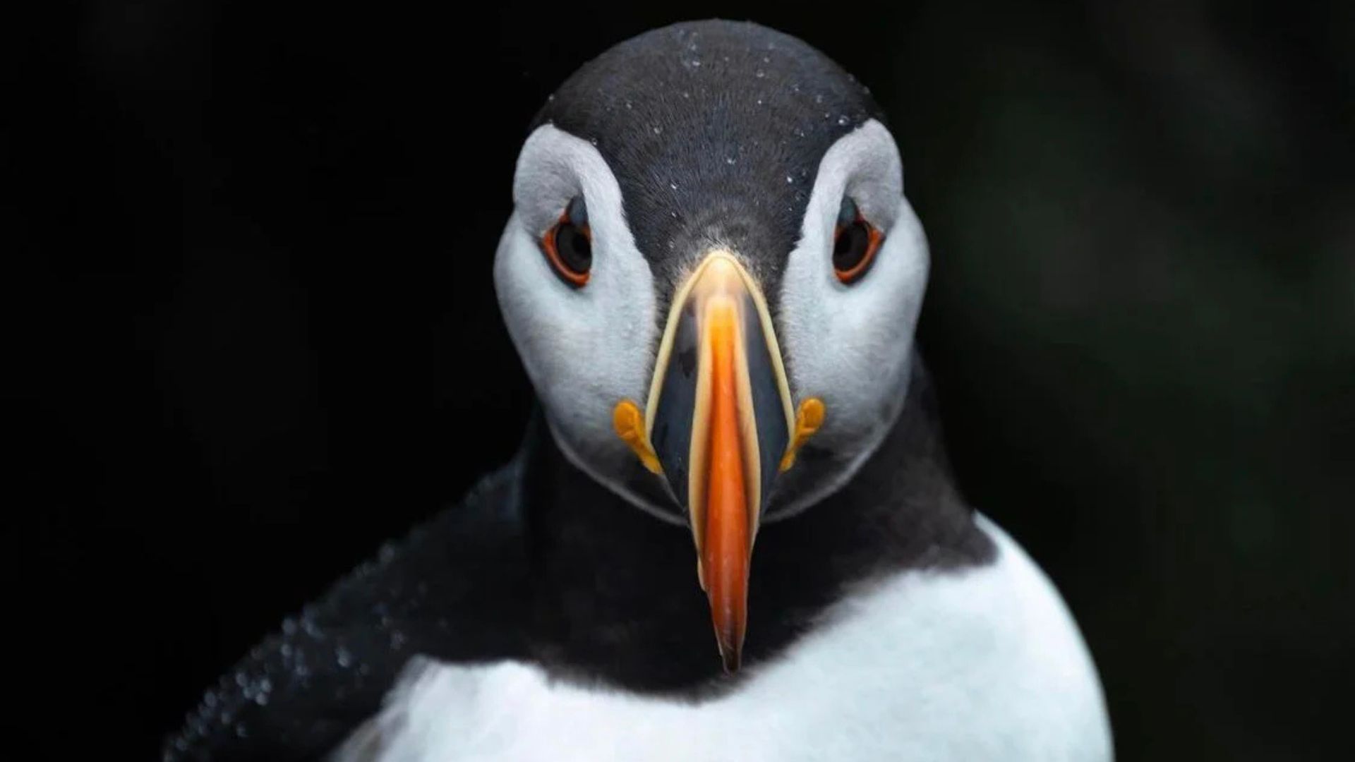 Projeto no Maine devolveu a nidificação do papagaio-do-mar após décadas, usando filhotes translocados e iscas visuais para atrair a colônia.