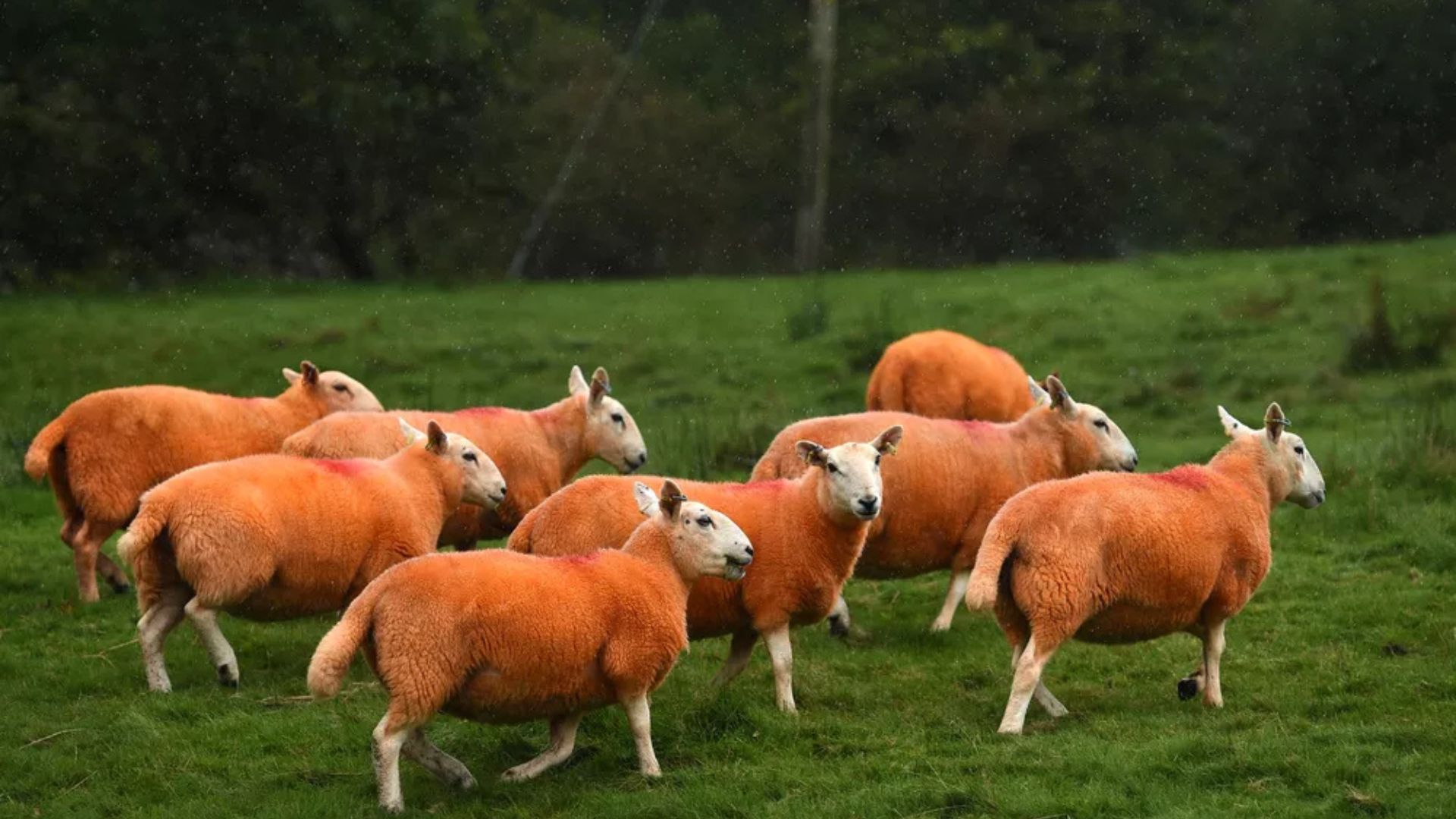 Fazendeiro pinta 800 ovelhas de laranja neon para dificultar furtos no campo; rebanho vira atração e expõe crime silencioso rural recorrente.