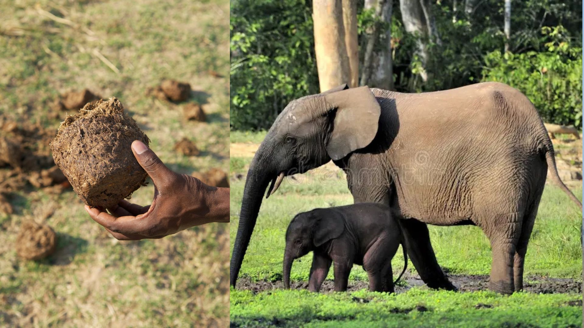 DNA do esterco revela população maior do elefante-da-floresta africano, espécie vital para a floresta e ainda ameaçada por caça e desmatamento.
