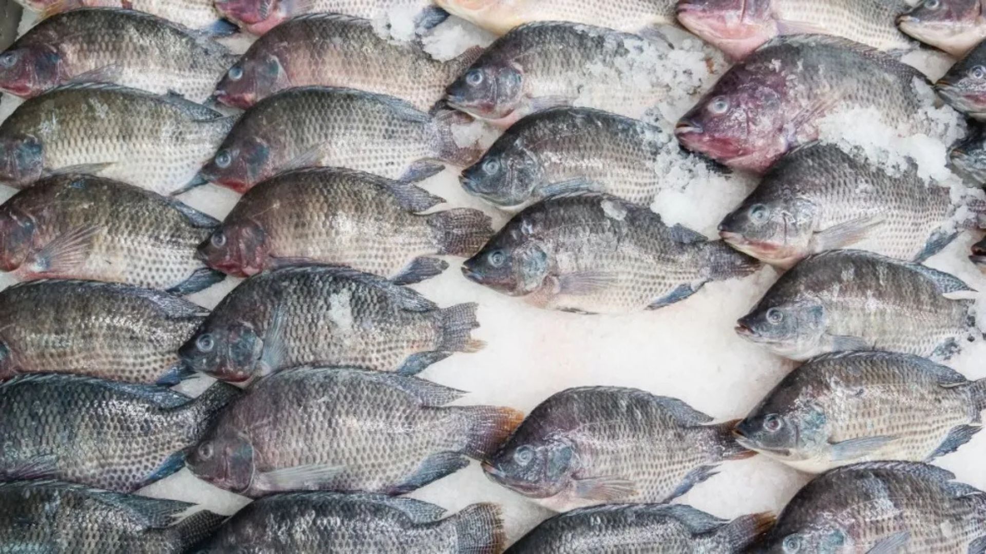 Pesquisas com tilápia 100% masculina e peixes estéreis buscam reduzir riscos ambientais e manter uma produção anual de 600 mil toneladas no Brasil.