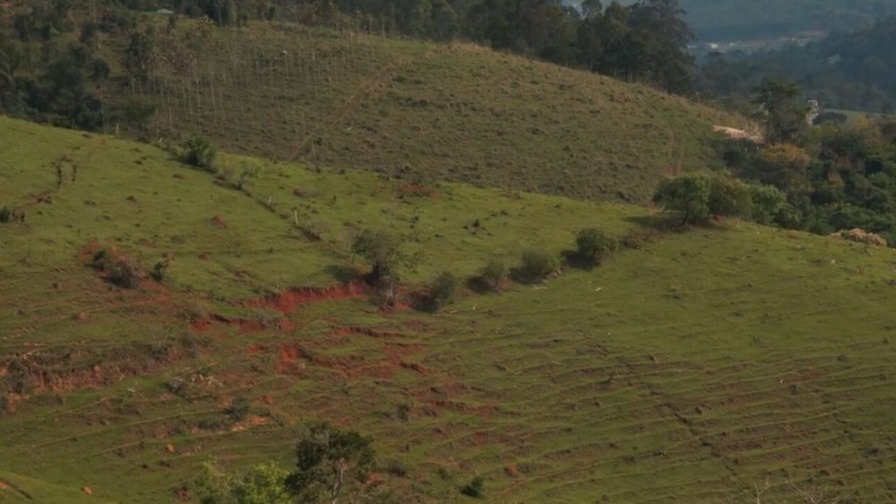 Produtor em Piracaia transforma pasto degradado em agrofloresta com café e árvores nativas e melhora infiltração no entorno do Cantareira.