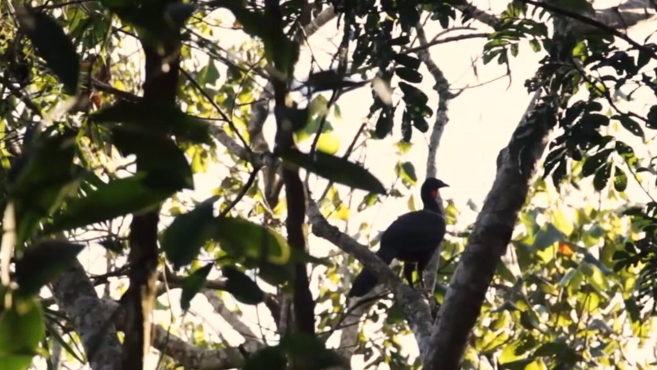 Produtor em Piracaia transforma pasto degradado em agrofloresta com café e árvores nativas e melhora infiltração no entorno do Cantareira.