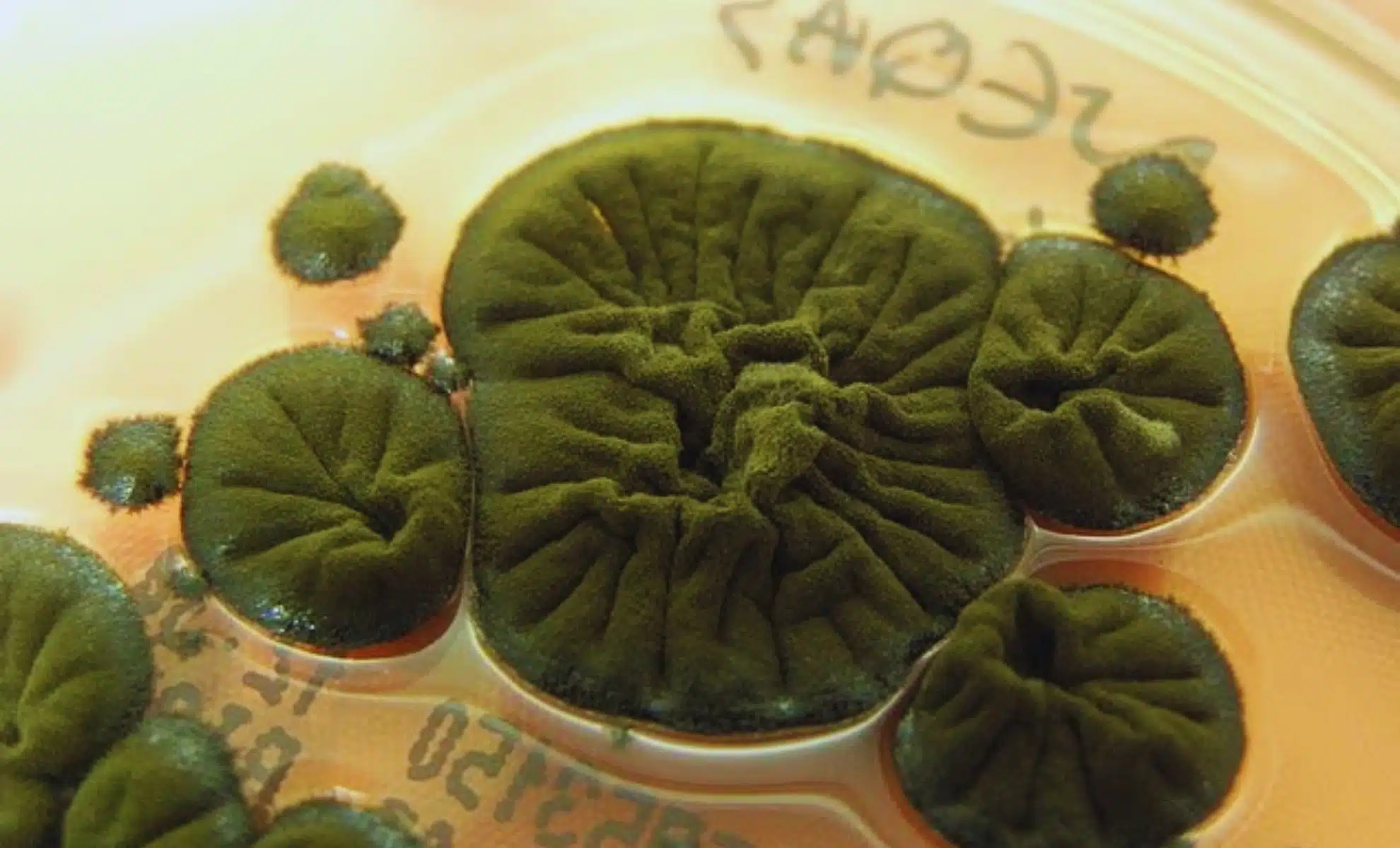 Fungo encontrado nas ruínas do reator de Chernobyl cresce sob radiação ionizante e levanta hipótese científica ainda em investigação.