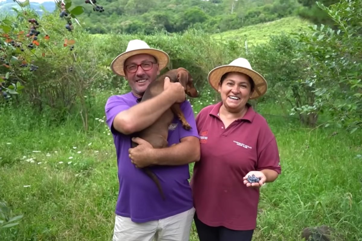 Mirtilo na Serra Gaúcha vira renda em Flores da Cunha com colheita manual, agroindústria e turismo rural, em uma propriedade que aposta desde 2003, enfrenta a importação de 80% do consumo e transforma excedente em geleias, cafés e experiências no campo.