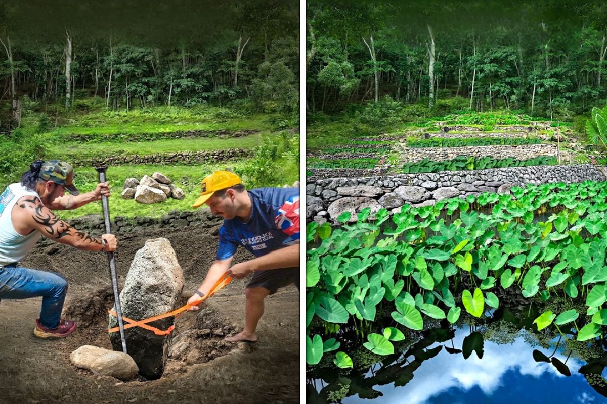 floresta invasora revela no Havaí um sistema de água por gravidade que sustenta taro em terraços, recupera lagoas de peixe e reacende o debate sobre autonomia alimentar em ilhas dependentes de importação