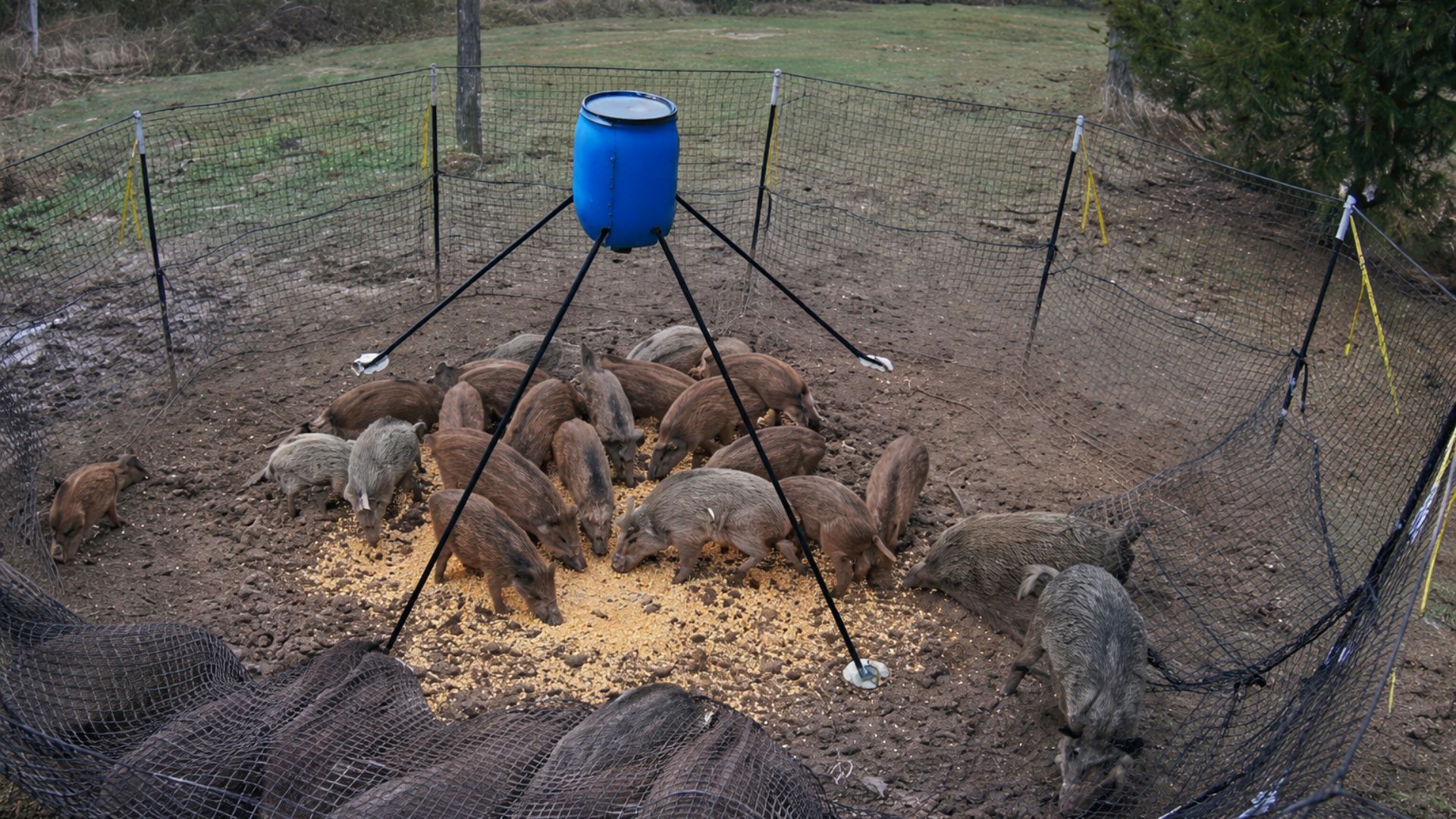 Armadilha de rede capturando vários javalis em propriedade rural no Brasil
