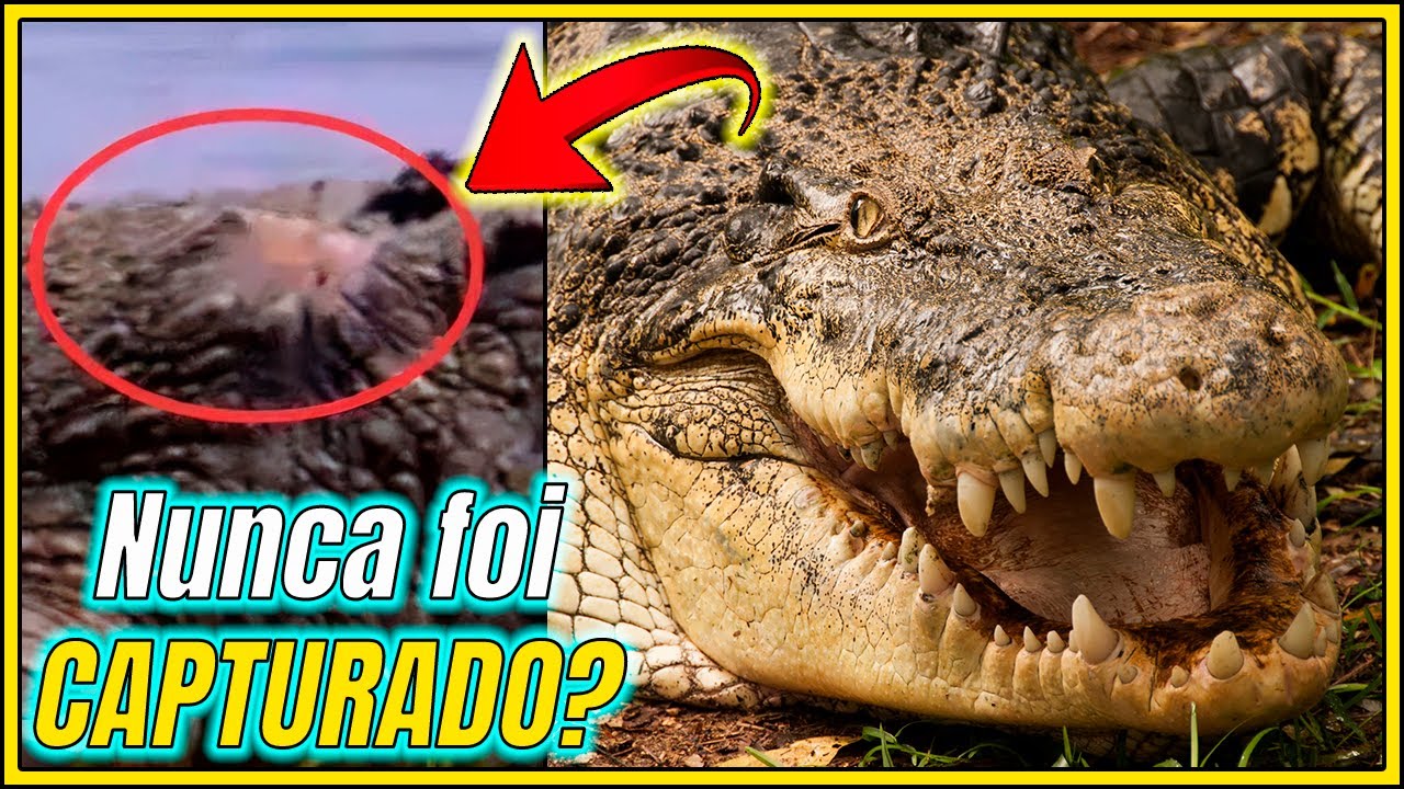 Crocodilo do Nilo "Gustave" assombra Burundi há décadas, matou mais de 200 pessoas e desafia capturas: com tamanho estimado em 6,1 metros, peso perto de 1 tonelada e cerca de 60 anos, o predador de Lake Tanganyika escapou até de uma jaula de 9 metros em operação filmada