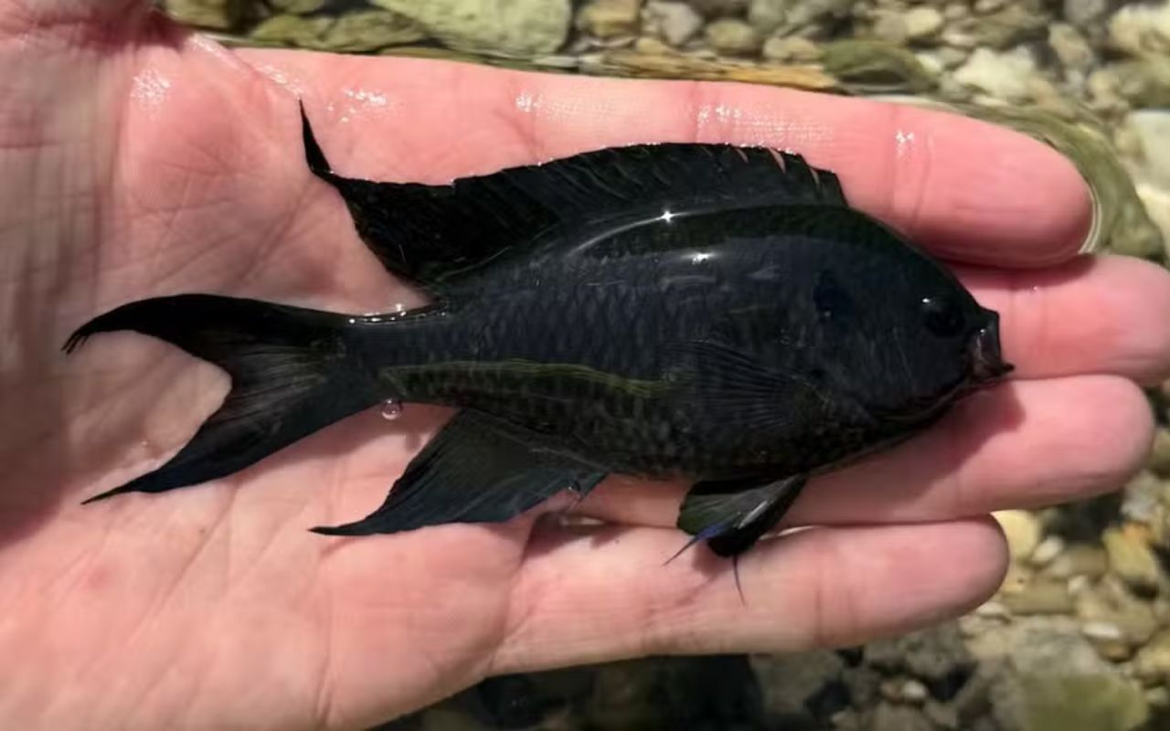 Peixe Donzela-real, espécie exótica do Indo-Pacífico, foi registrada no litoral de São Paulo e preocupa especialistas por possíveis impactos nos recifes brasileiros.