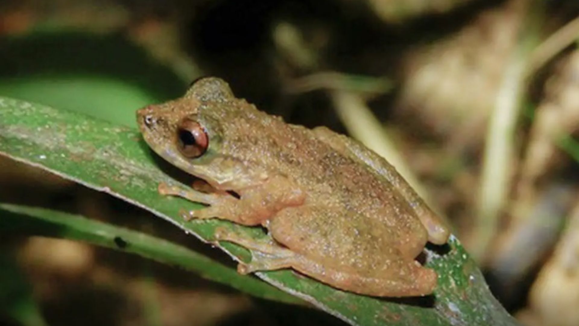 Nova espécie de perereca Ololygon paracatu descoberta no Cerrado mineiro