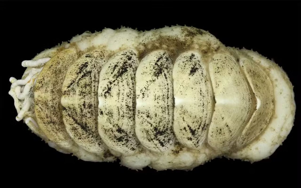 Nova espécie de molusco descoberta no fundo do oceano é batizada como Ferreiraella populi após votação popular, aproximando ciência e participação pública.