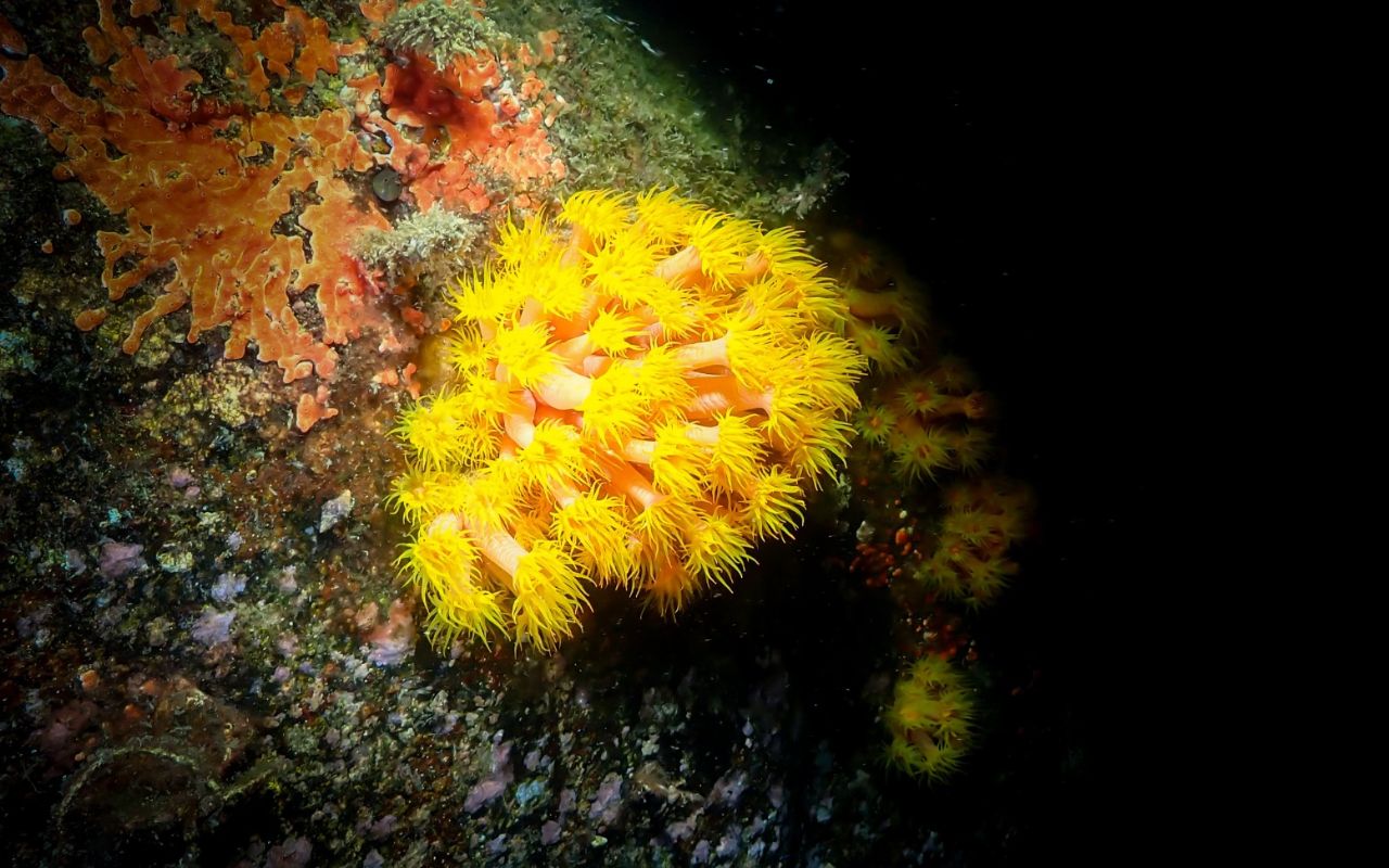 Estudos em Santa Catarina mostram avanços no controle do coral-sol (Tubastraea coccinea), espécie exótica que ameaça ecossistemas marinhos. Técnicas inovadoras e monitoramento detalhado ajudam a proteger a biodiversidade.