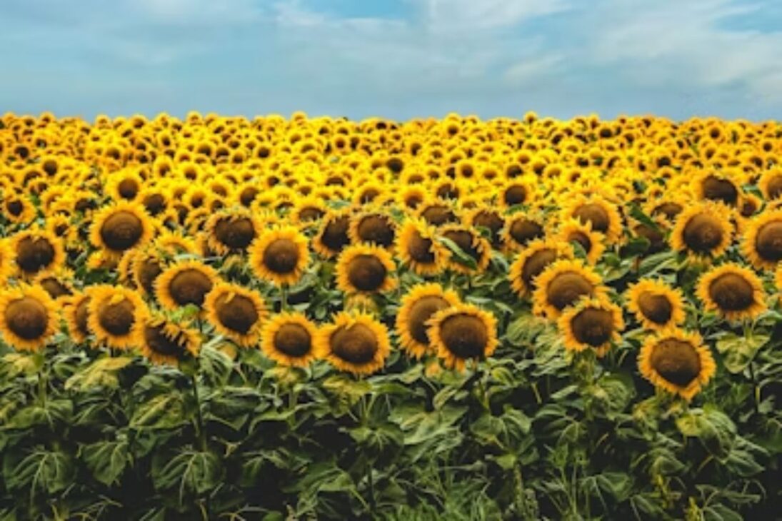 Plants such as sunflower and fodder turnip generate biomass and help to recover compacted soil without chemicals.