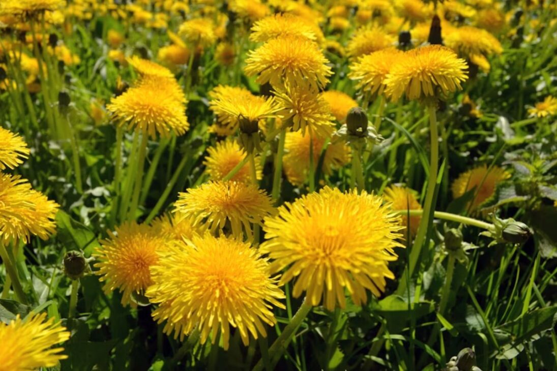 Plants such as sunflower and fodder turnip generate biomass and help to recover compacted soil without chemicals.