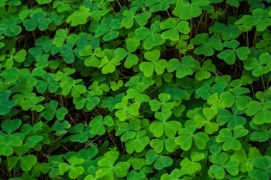 Plants such as sunflower and fodder turnip generate biomass and help to recover compacted soil without chemicals.