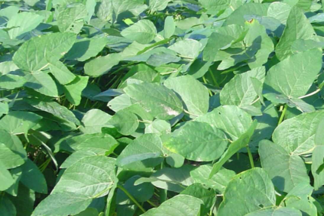 Plants such as sunflower and fodder turnip generate biomass and help to recover compacted soil without chemicals.