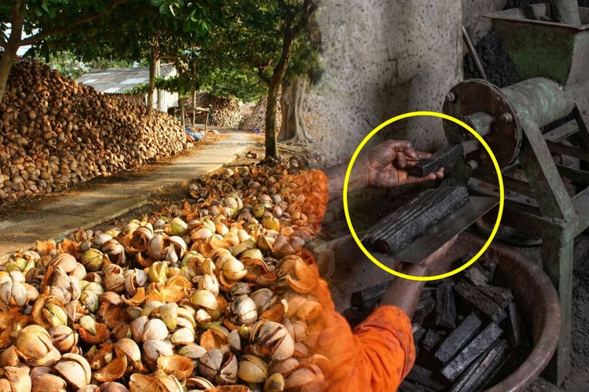 Jovem africano cria em Serra Leoa uma alternativa com cascas de coco e biomassa para reduzir desmatamento, proteger florestas e enfrentar a crise de energia que agravou uma tragédia histórica.